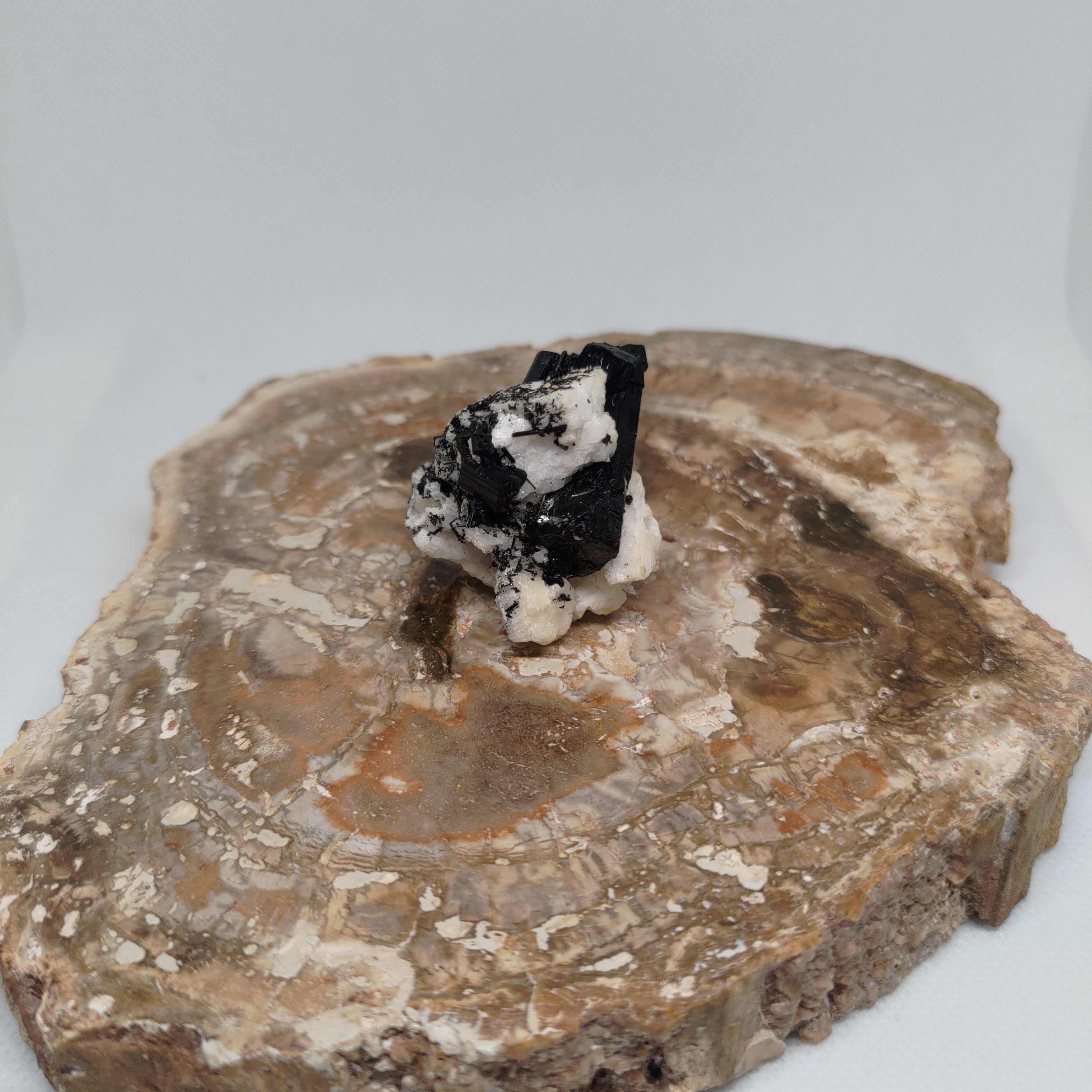 Pakistani Black Tourmaline on Albite Specimen Ref: 0164