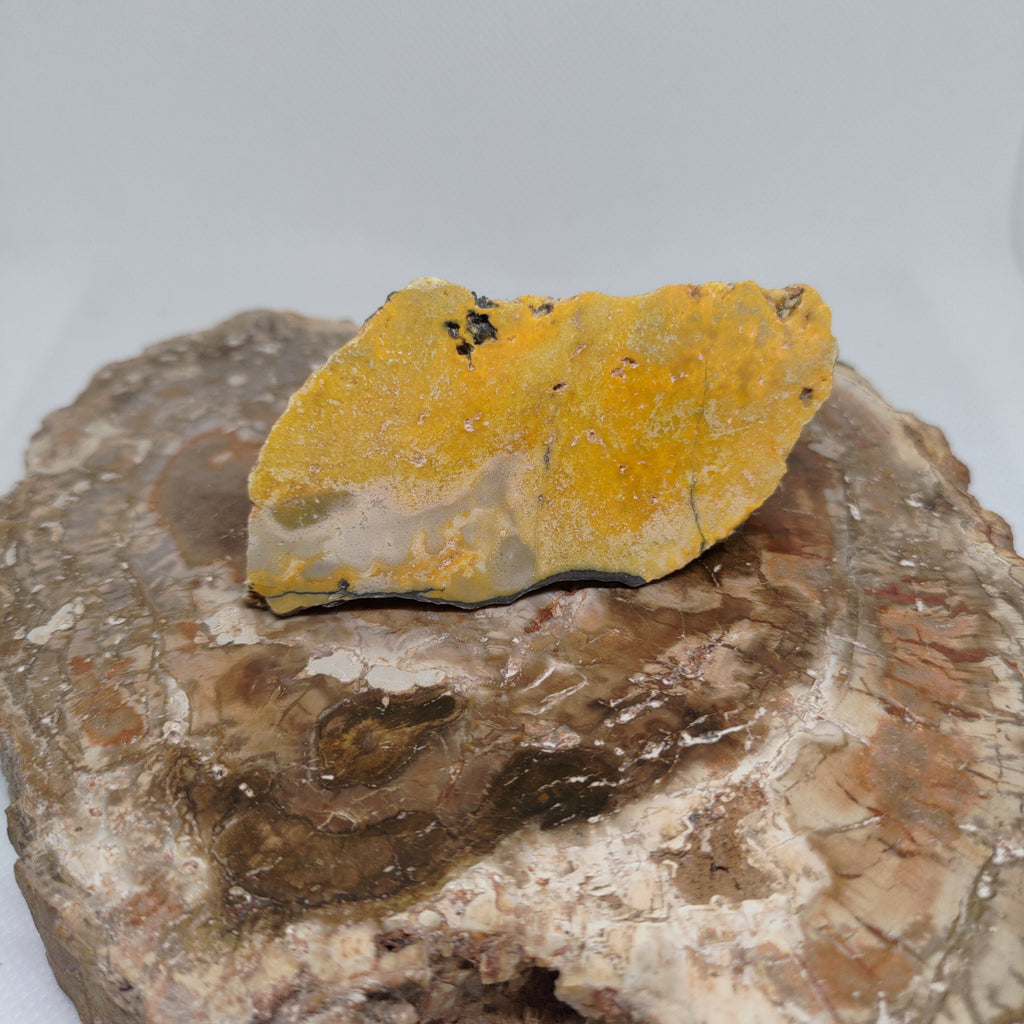 Bumble Bee Jasper Ref: 0179