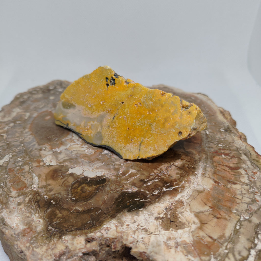 Bumble Bee Jasper Ref: 0179