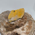 Bumble Bee Jasper Ref: 0179