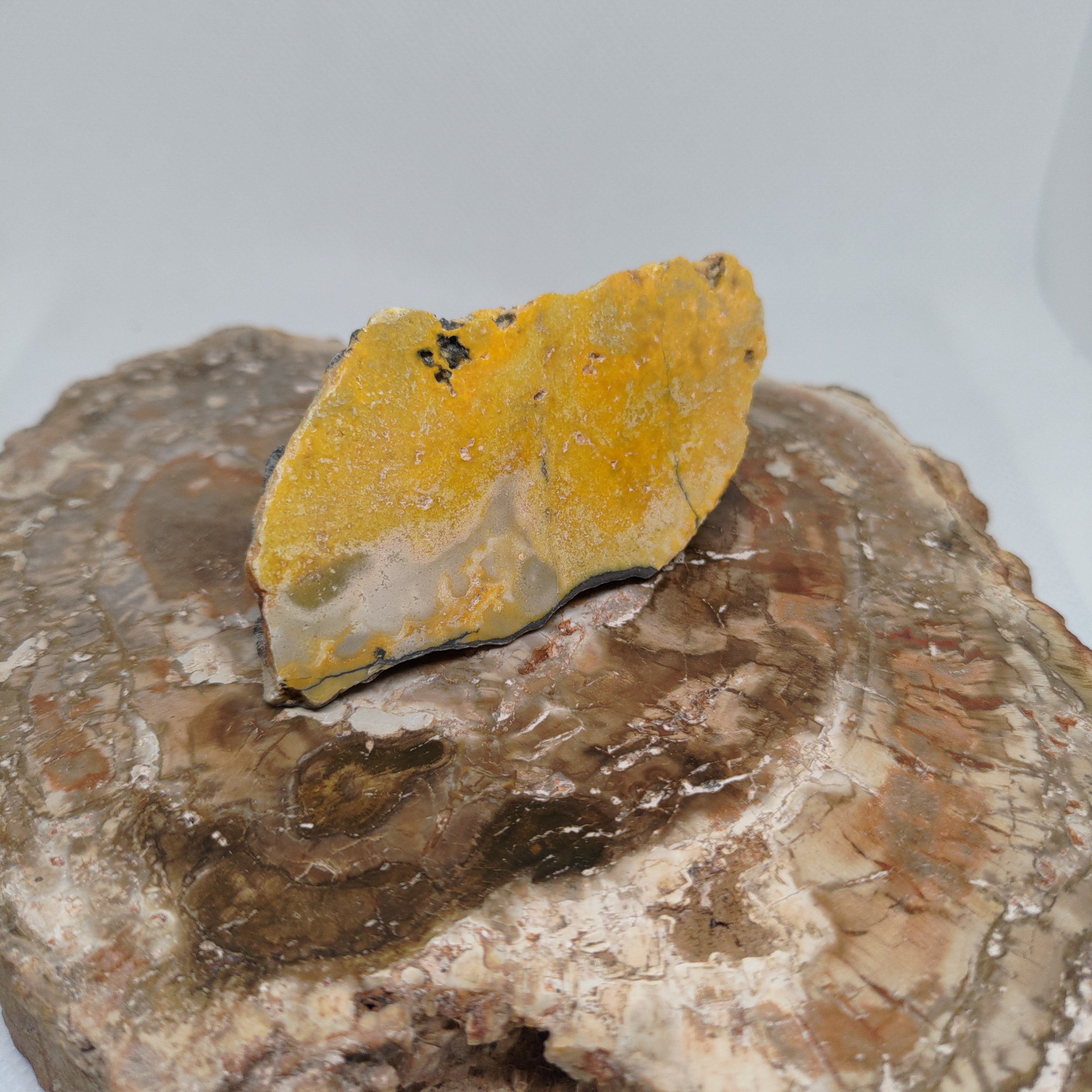 Bumble Bee Jasper Ref: 0179