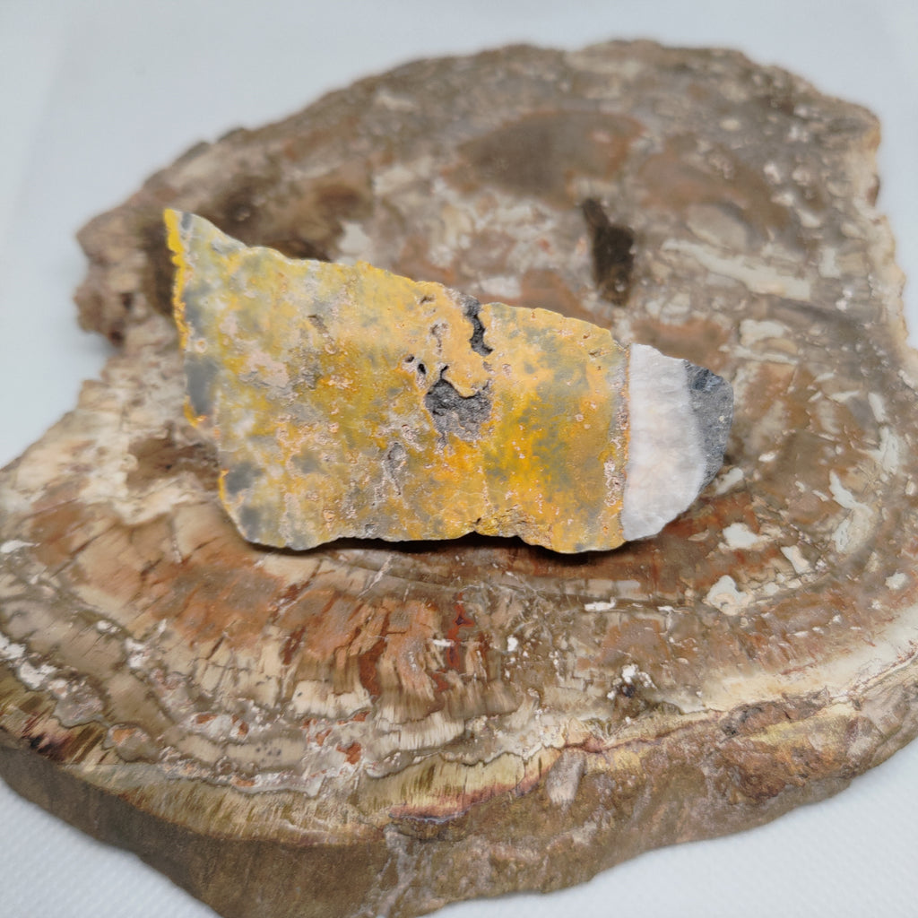Bumble Bee Jasper Ref: 0180