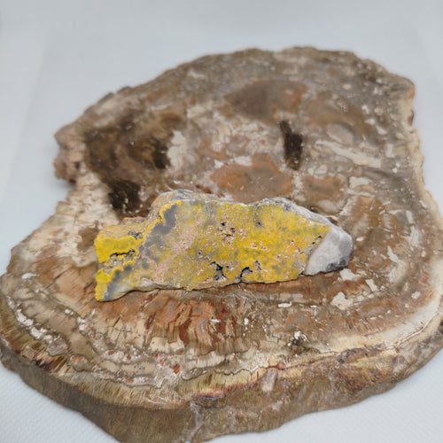 Bumble Bee Jasper Ref: 0180