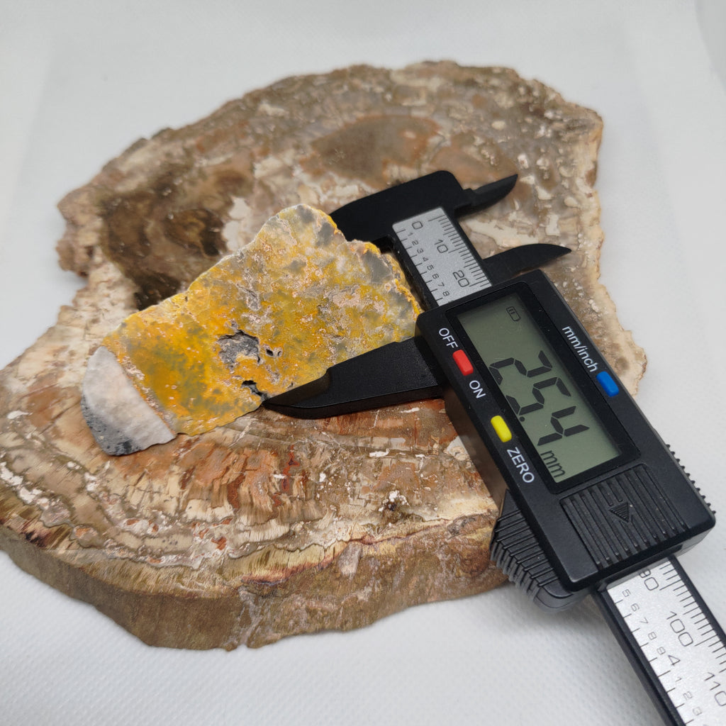 Bumble Bee Jasper Ref: 0180
