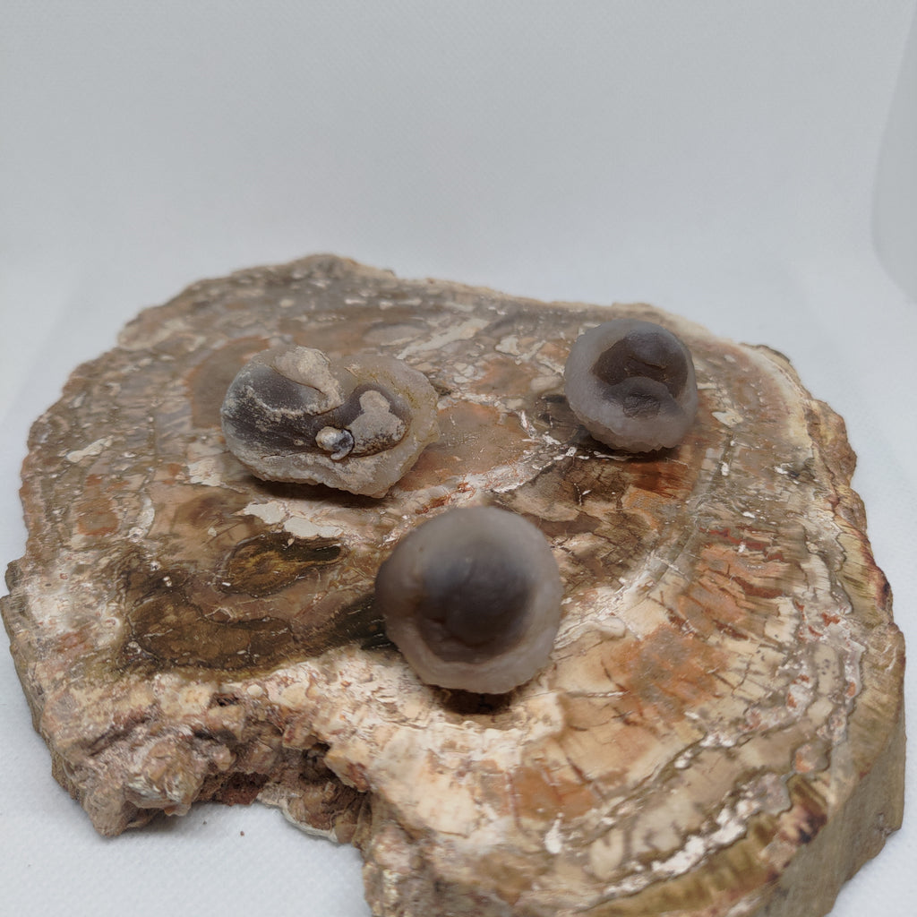 Panda Agate, also known as Truffle Chalcedony or Saharan Chalcedony Ref: 0184