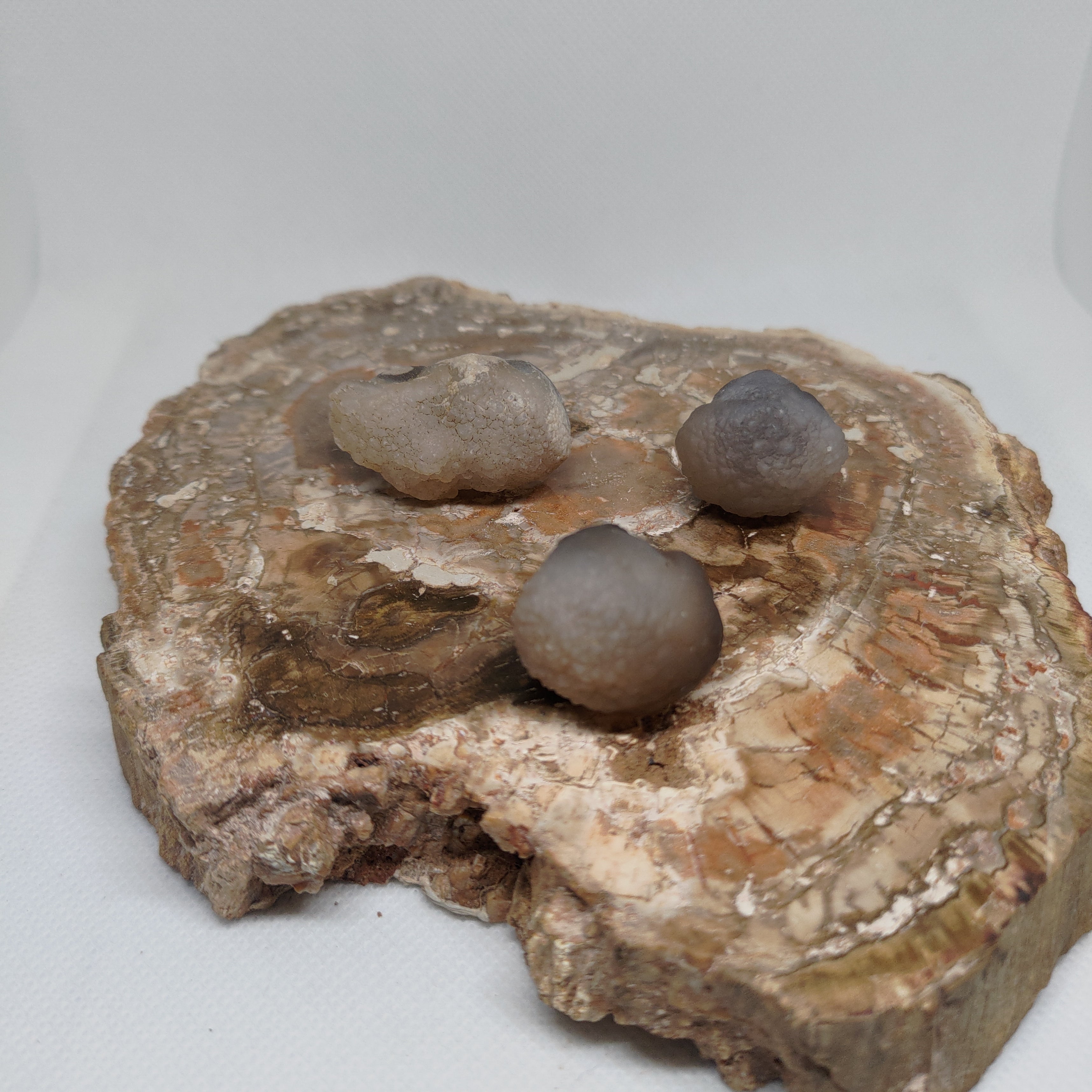 Panda Agate, also known as Truffle Chalcedony or Saharan Chalcedony Ref: 0184