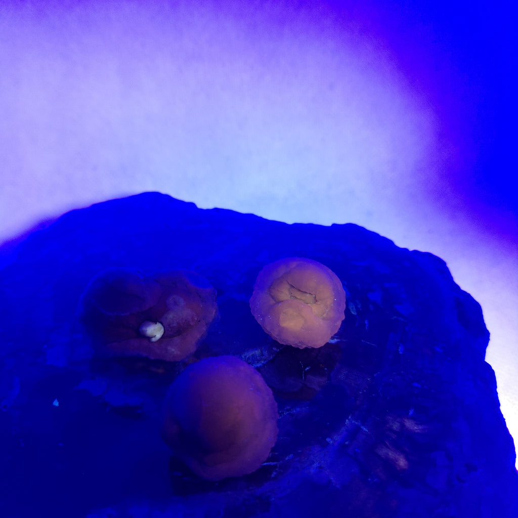 Panda Agate, also known as Truffle Chalcedony or Saharan Chalcedony Ref: 0184