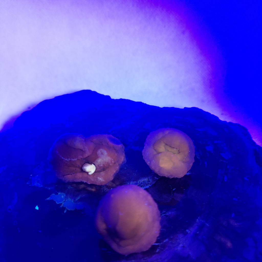 Panda Agate, also known as Truffle Chalcedony or Saharan Chalcedony Ref: 0184
