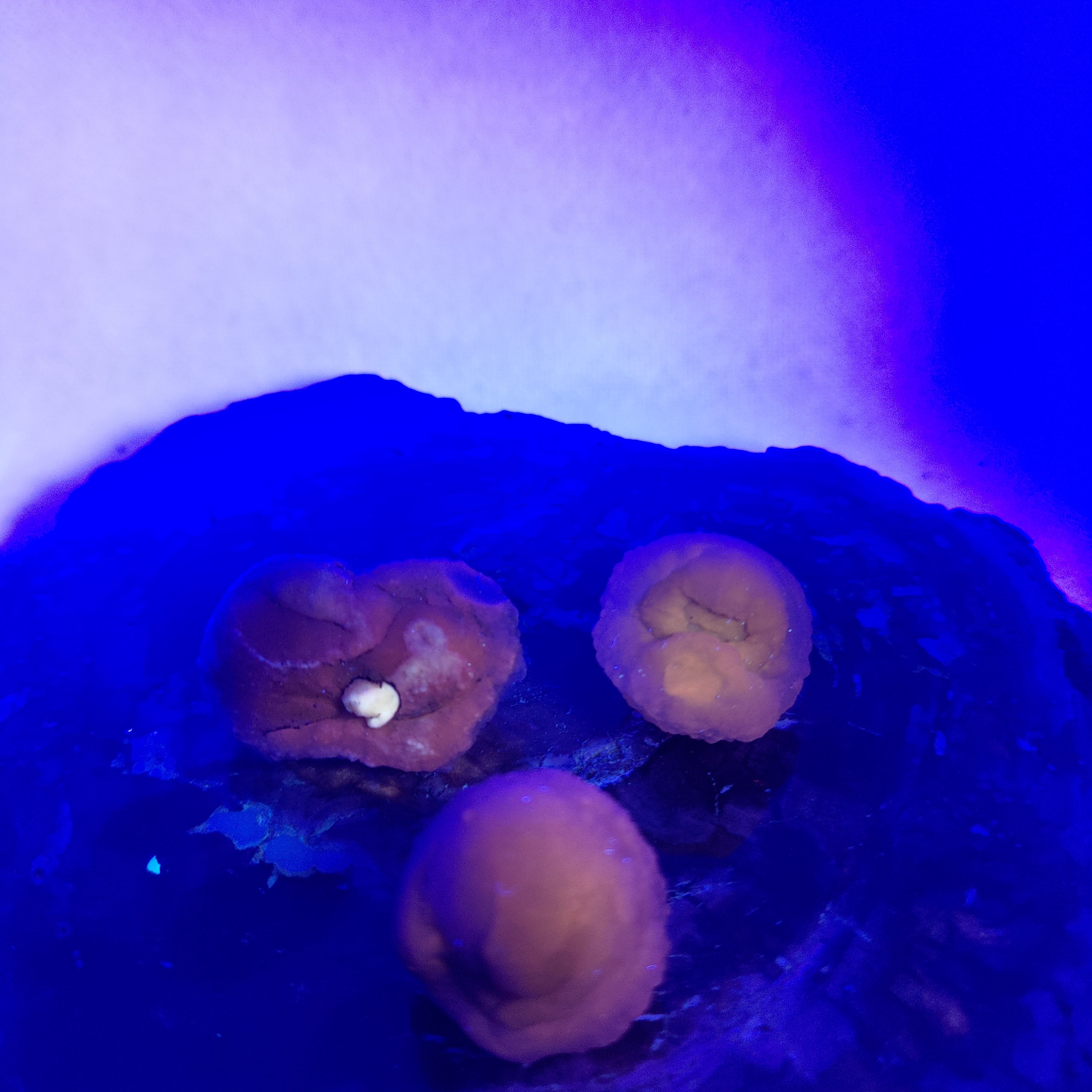 Panda Agate, also known as Truffle Chalcedony or Saharan Chalcedony Ref: 0184