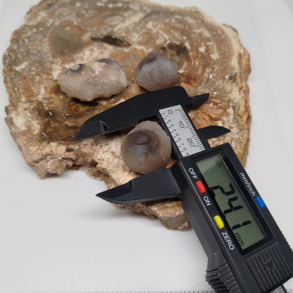 Panda Agate, also known as Truffle Chalcedony or Saharan Chalcedony Ref: 0184