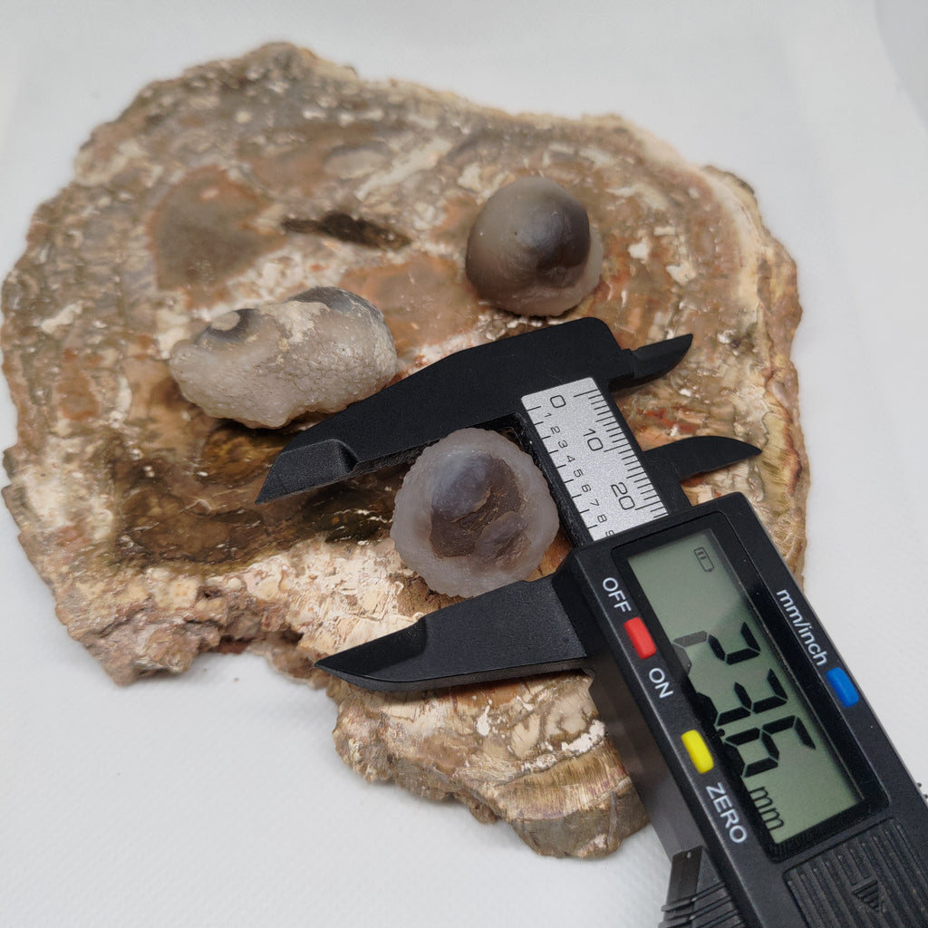 Panda Agate, also known as Truffle Chalcedony or Saharan Chalcedony Ref: 0184