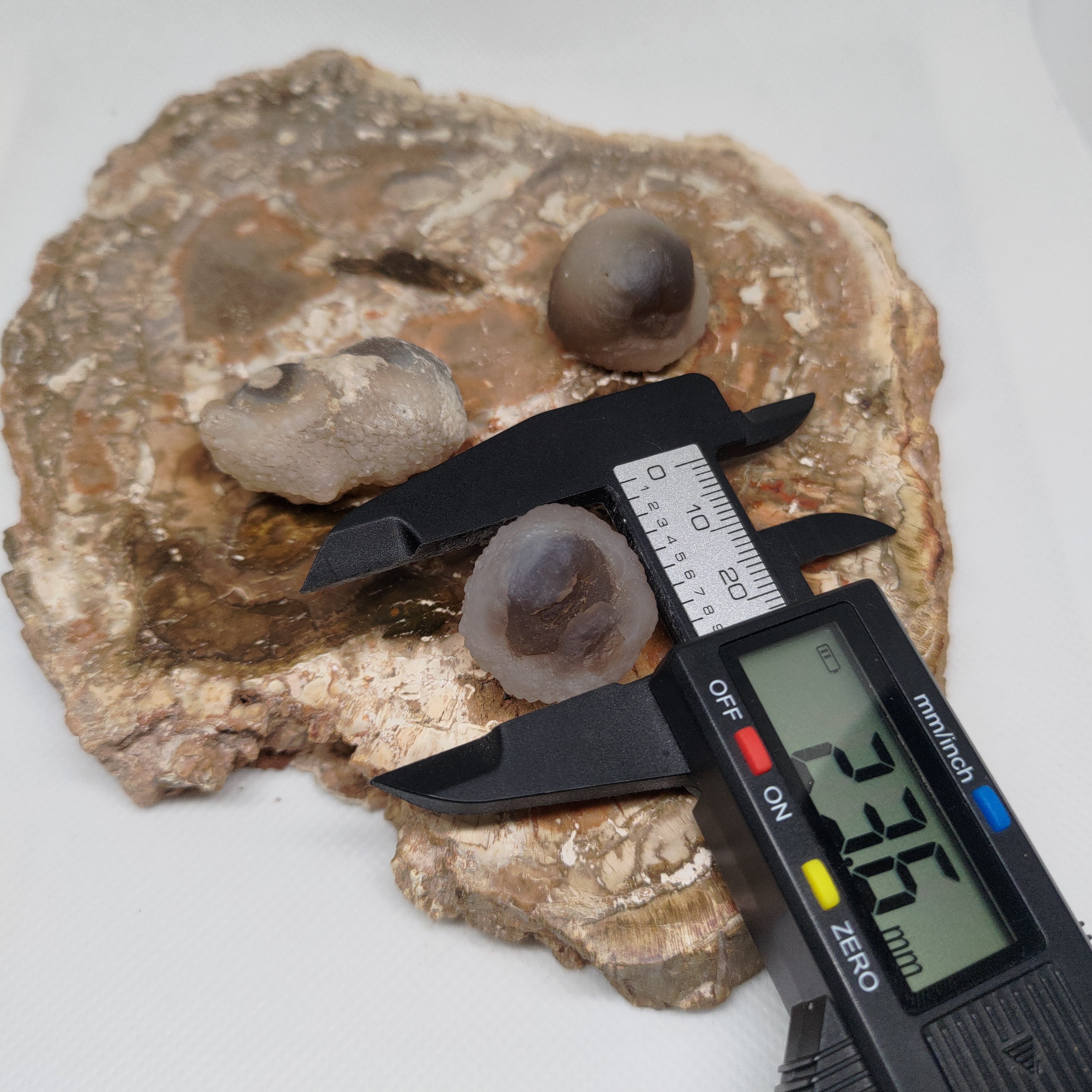 Panda Agate, also known as Truffle Chalcedony or Saharan Chalcedony Ref: 0184