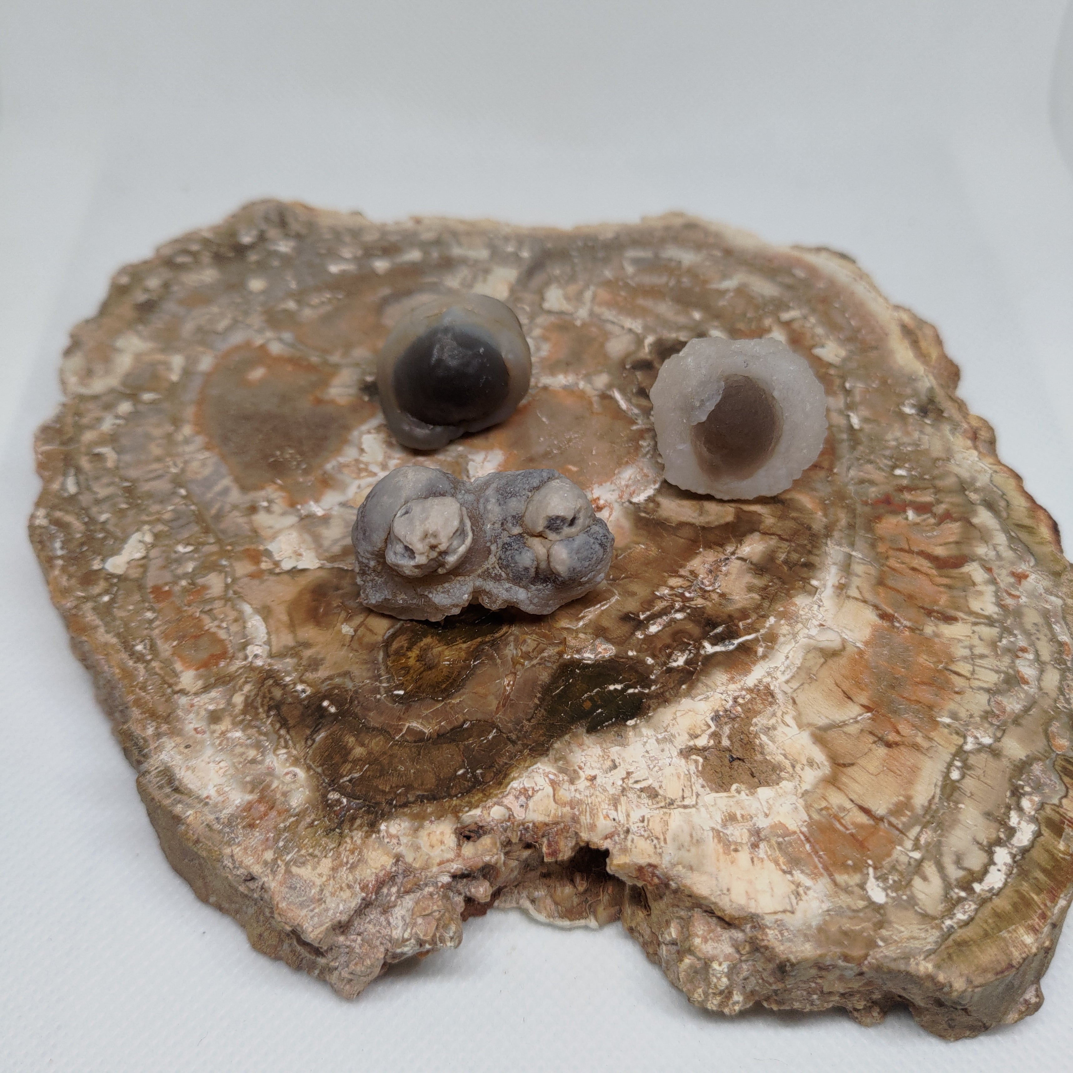 Panda Agate, also known as Truffle Chalcedony or Saharan Chalcedony Ref: 0185
