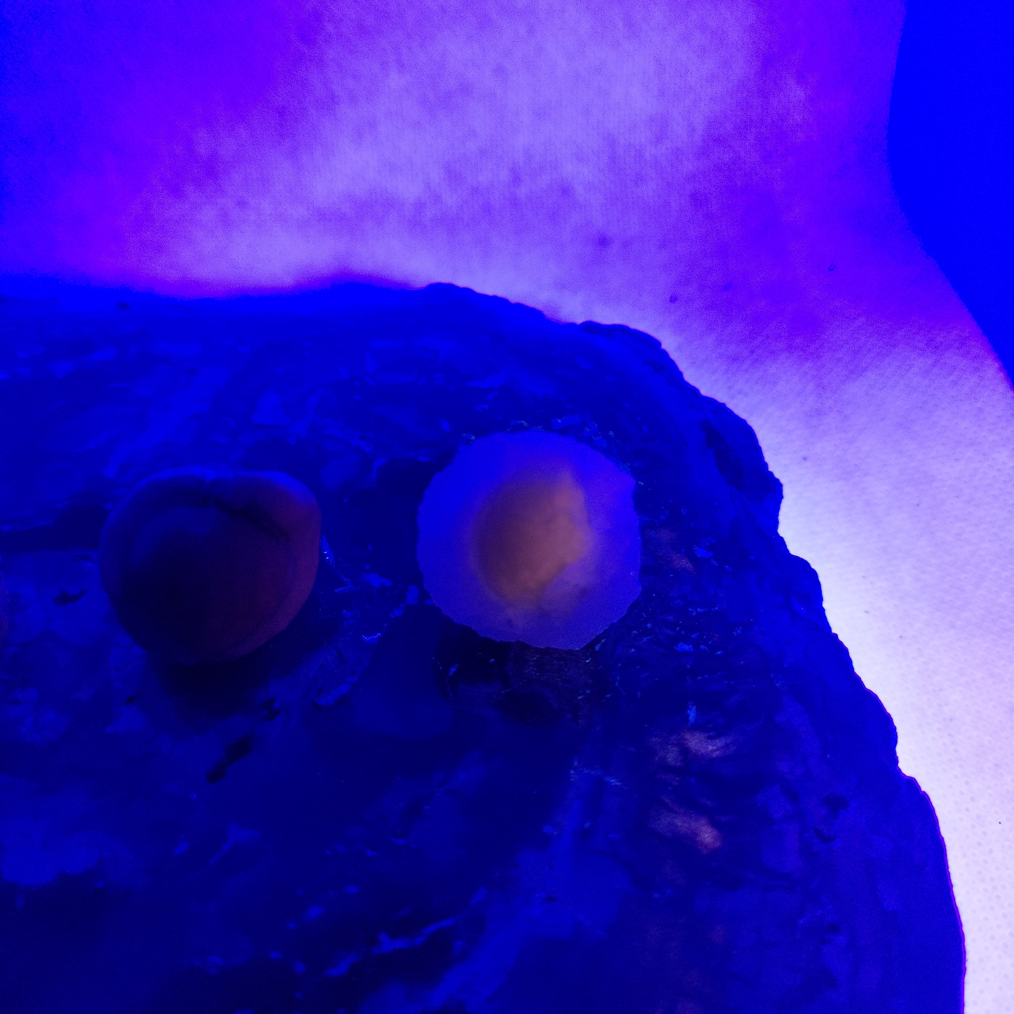 Panda Agate, also known as Truffle Chalcedony or Saharan Chalcedony Ref: 0185
