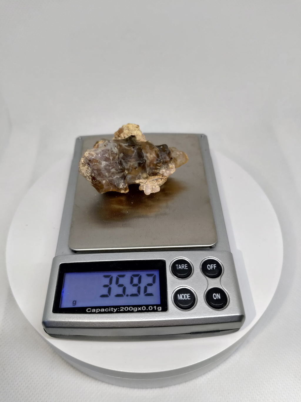 Agatized Seashell Specimen Ref:0338