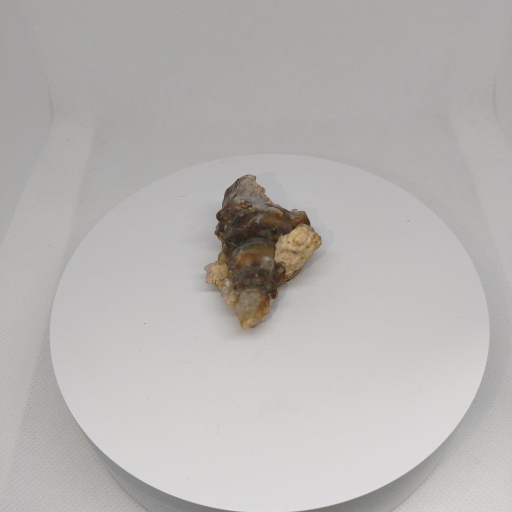 Agatized Seashell Specimen Ref:0338
