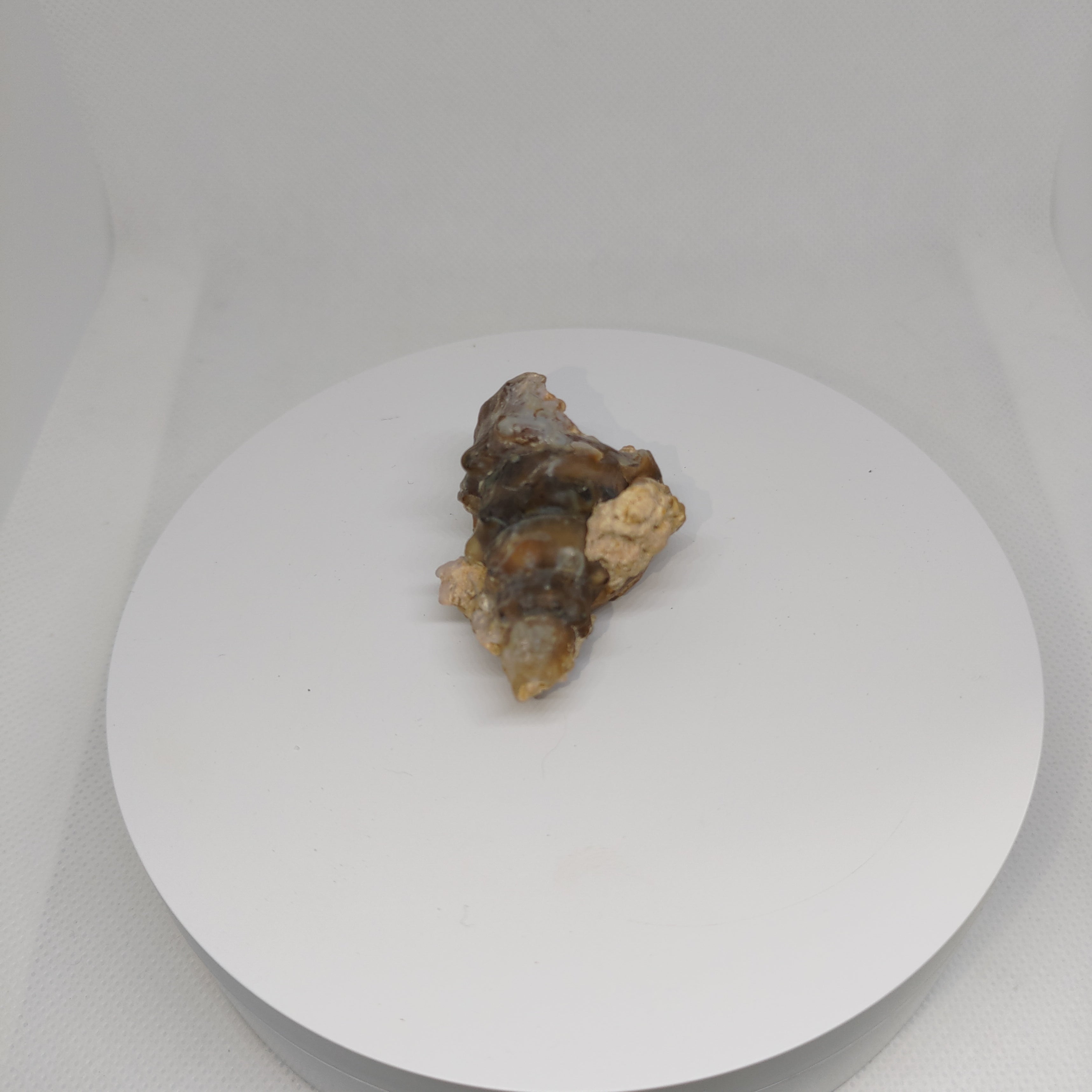 Agatized Seashell Specimen Ref:0338