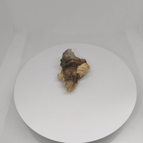 Agatized Seashell Specimen Ref:0338