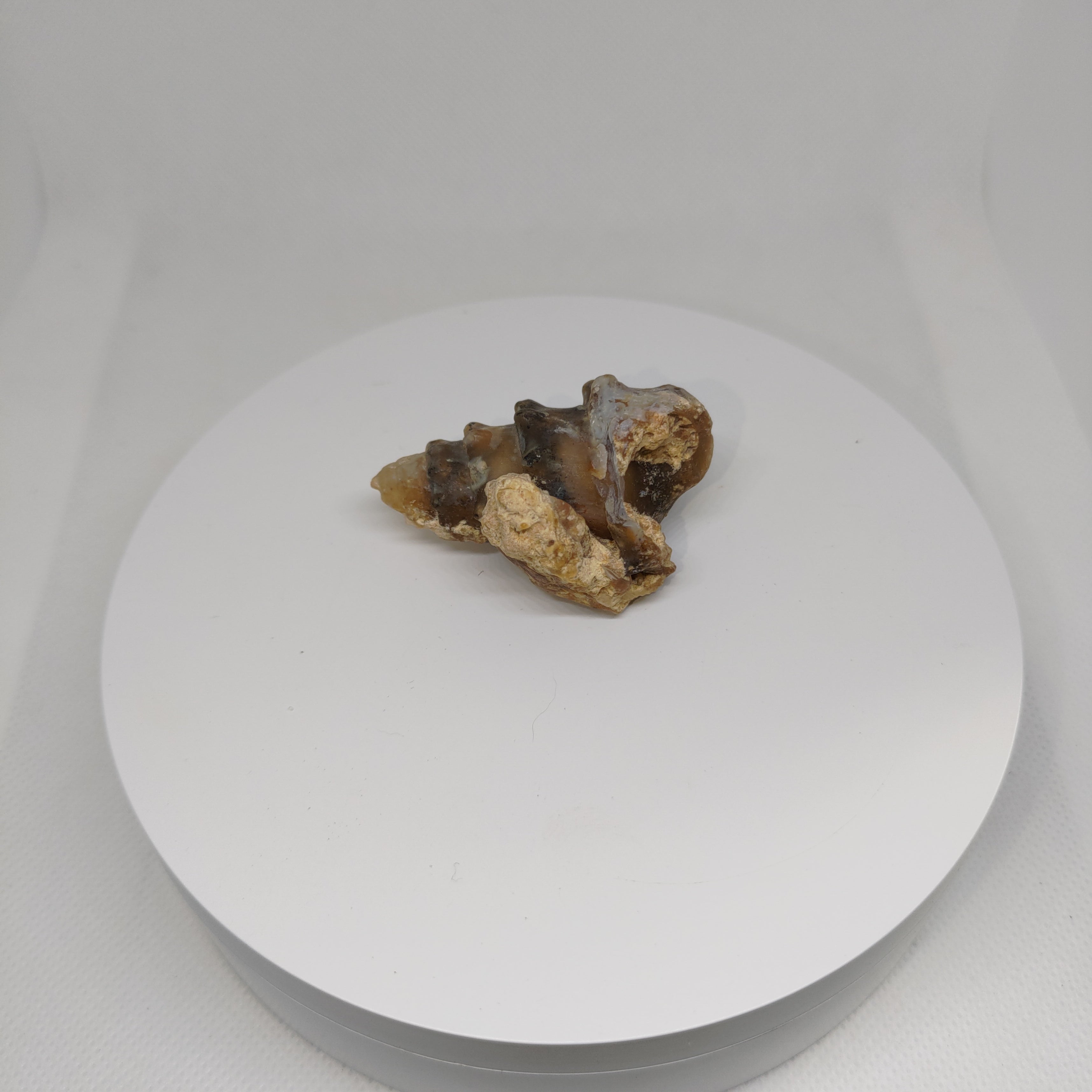 Agatized Seashell Specimen Ref:0338