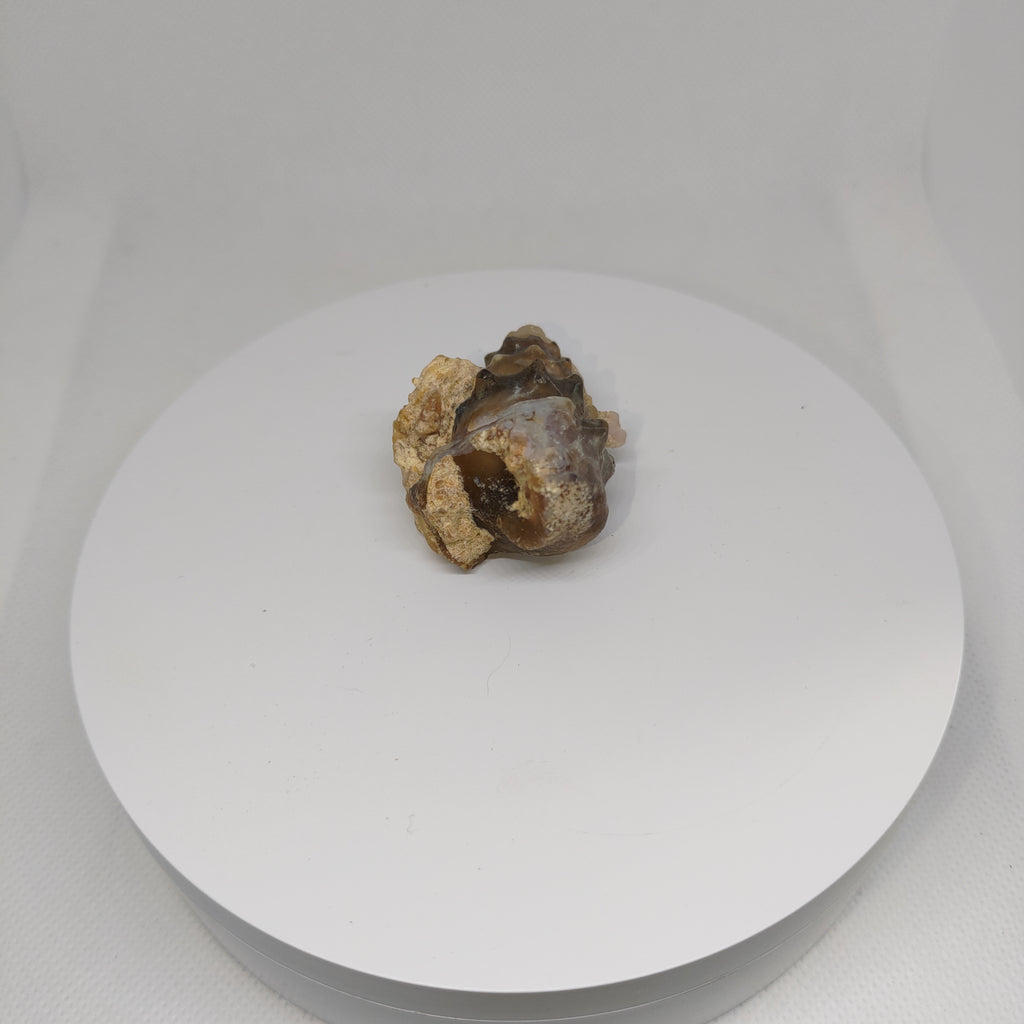 Agatized Seashell Specimen Ref:0338