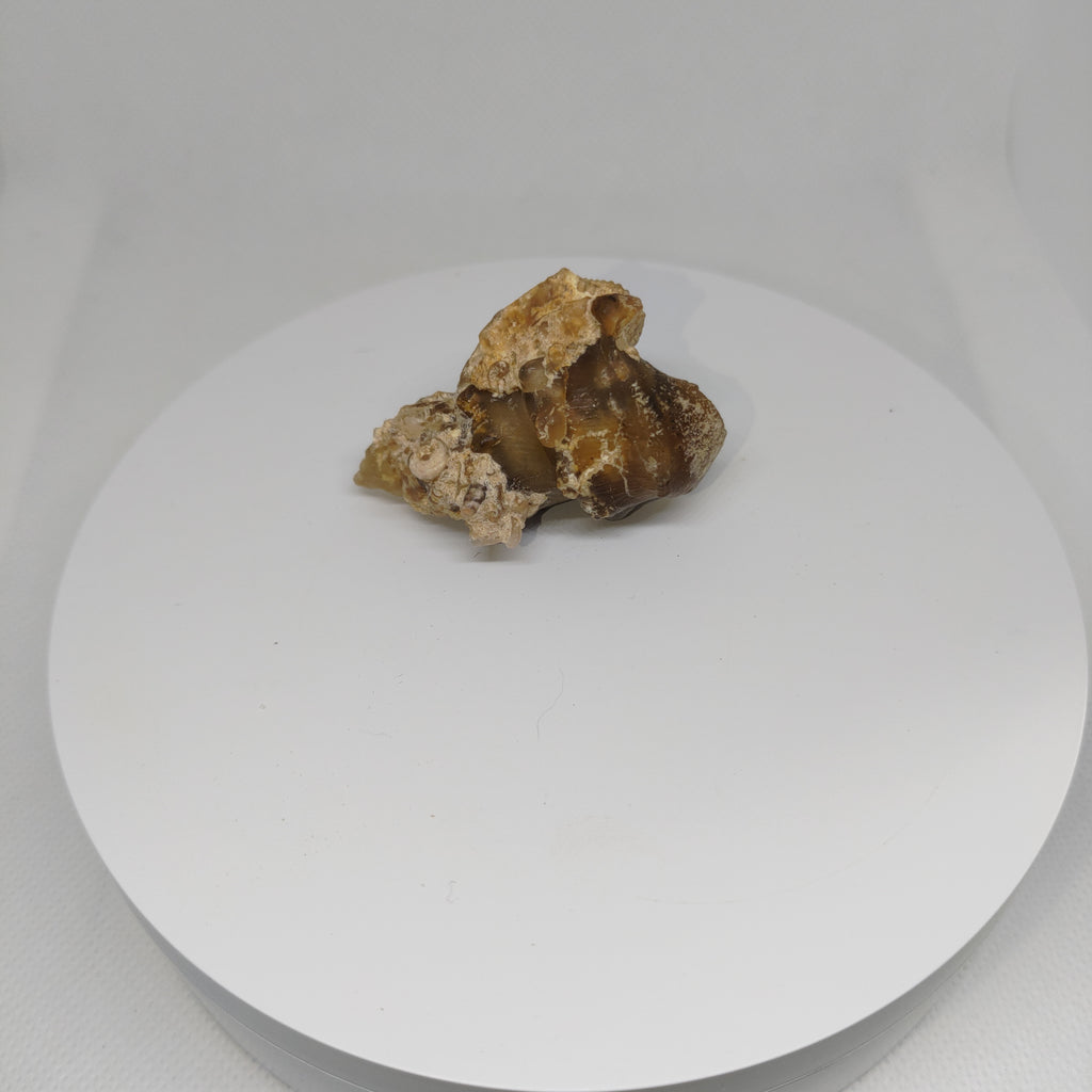 Agatized Seashell Specimen Ref:0338