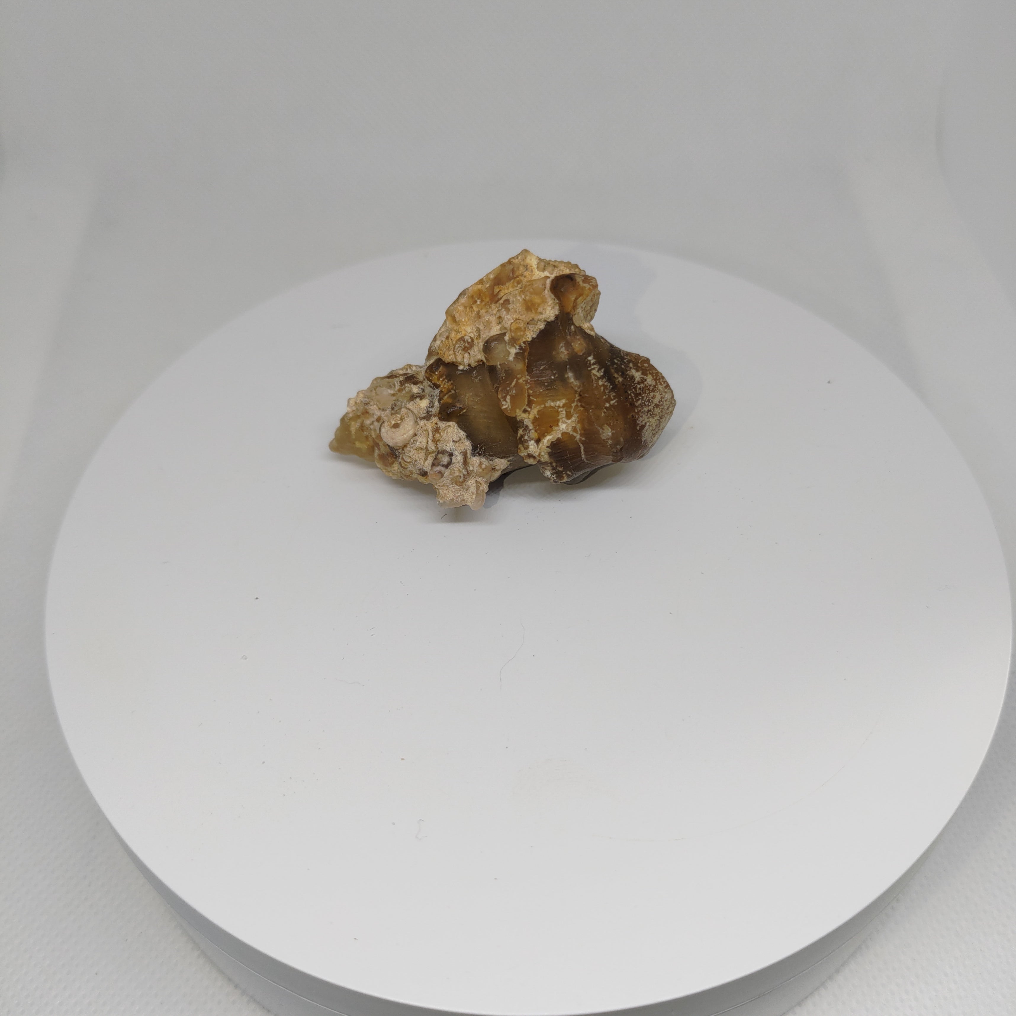 Agatized Seashell Specimen Ref:0338