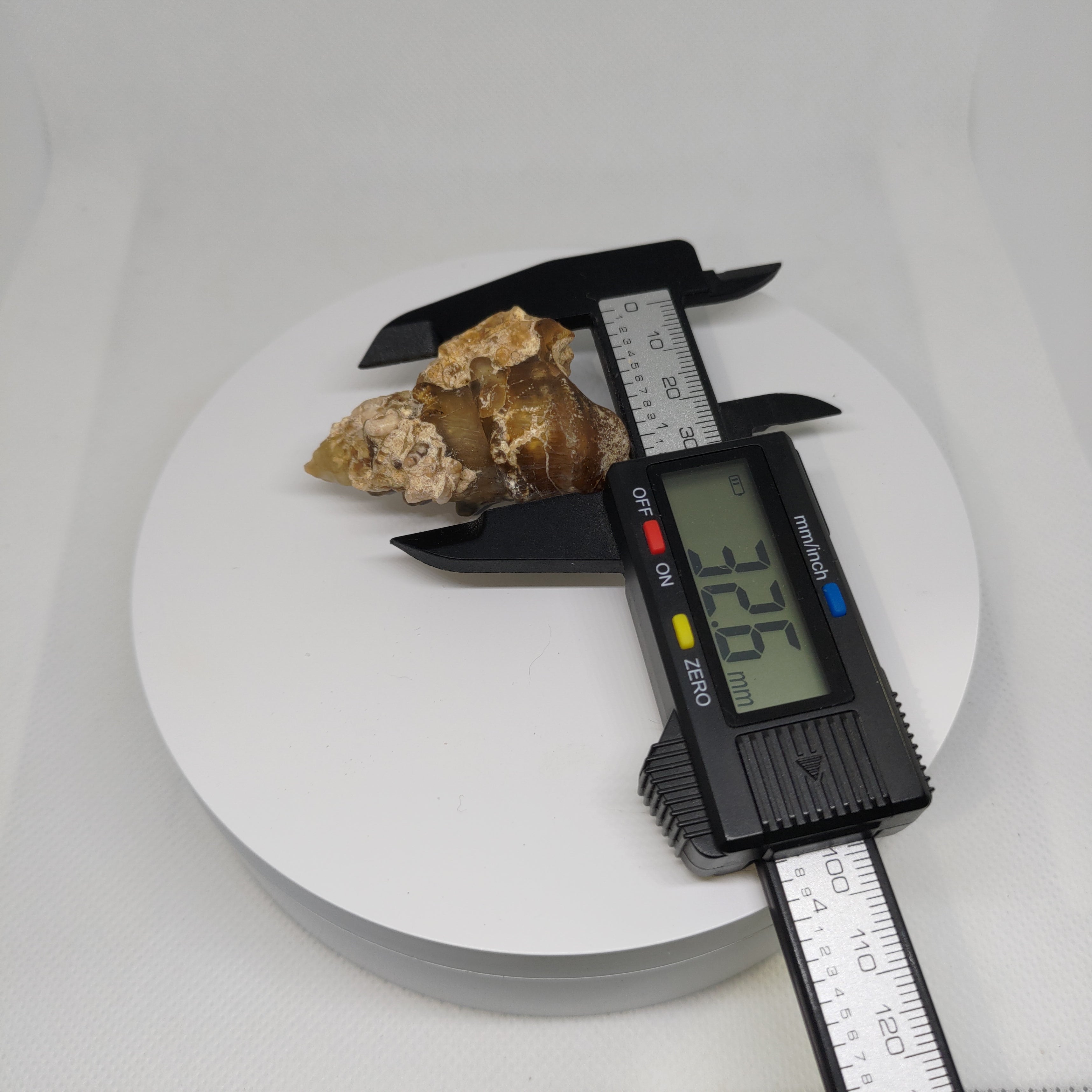 Agatized Seashell Specimen Ref:0338