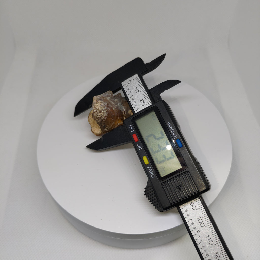 Agatized Seashell Specimen Ref:0338