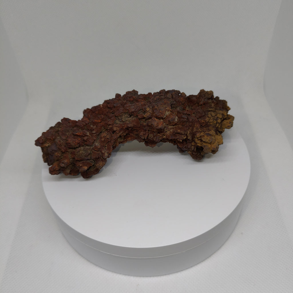 Genuine Coprolite (Fossilised Poo) – Unique Prehistoric Fossil Specimen Ref:0344