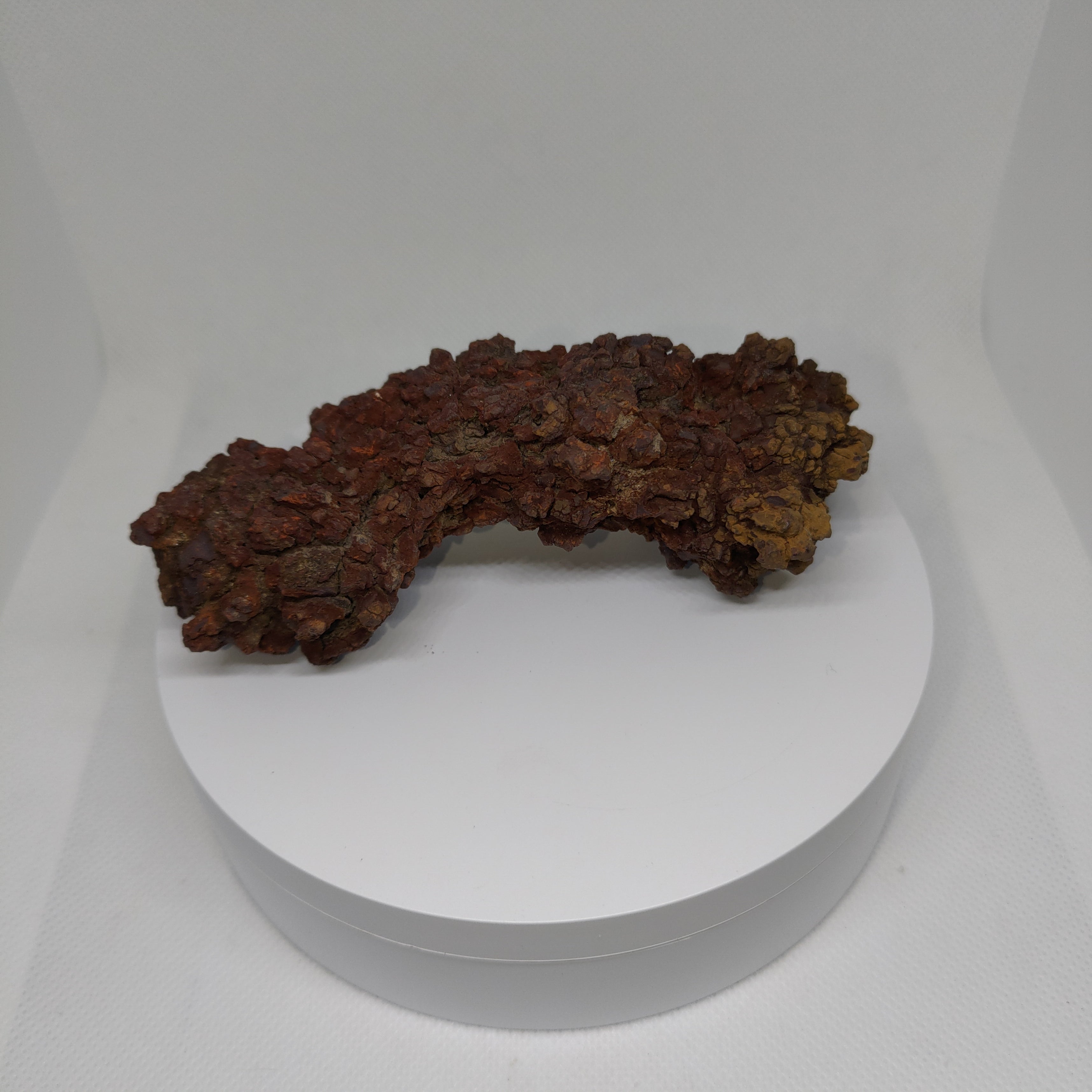 Genuine Coprolite (Fossilised Poo) – Unique Prehistoric Fossil Specimen Ref:0344