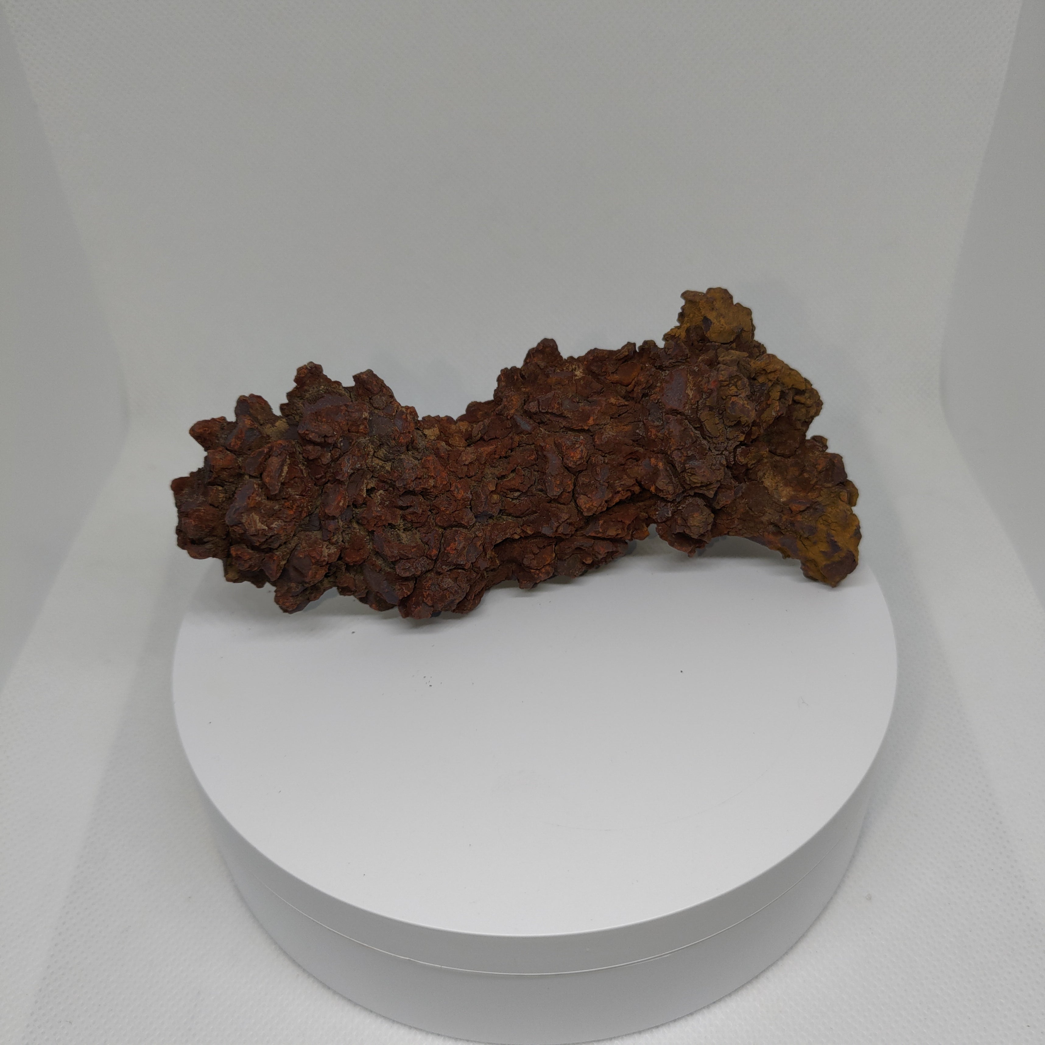 Genuine Coprolite (Fossilised Poo) – Unique Prehistoric Fossil Specimen Ref:0344