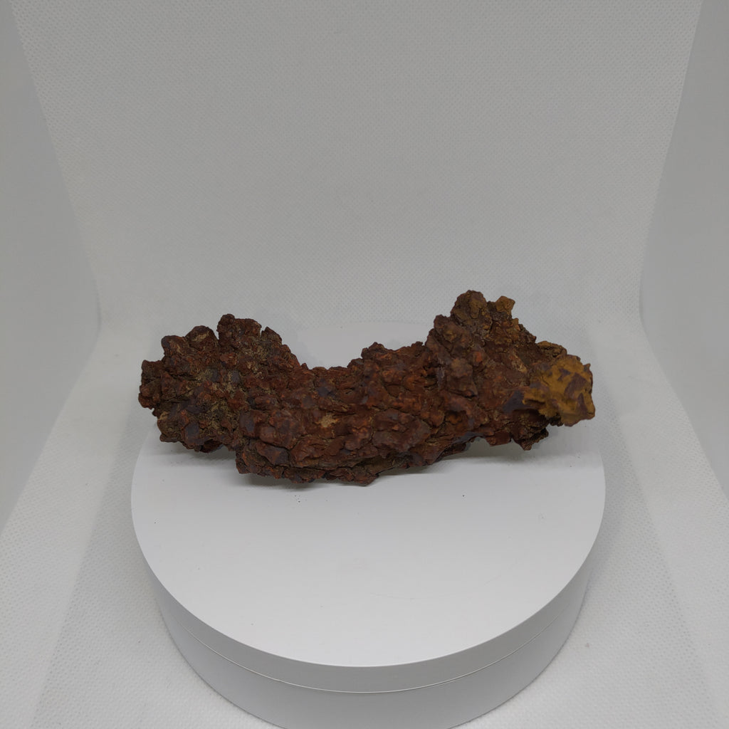 Genuine Coprolite (Fossilised Poo) – Unique Prehistoric Fossil Specimen Ref:0344