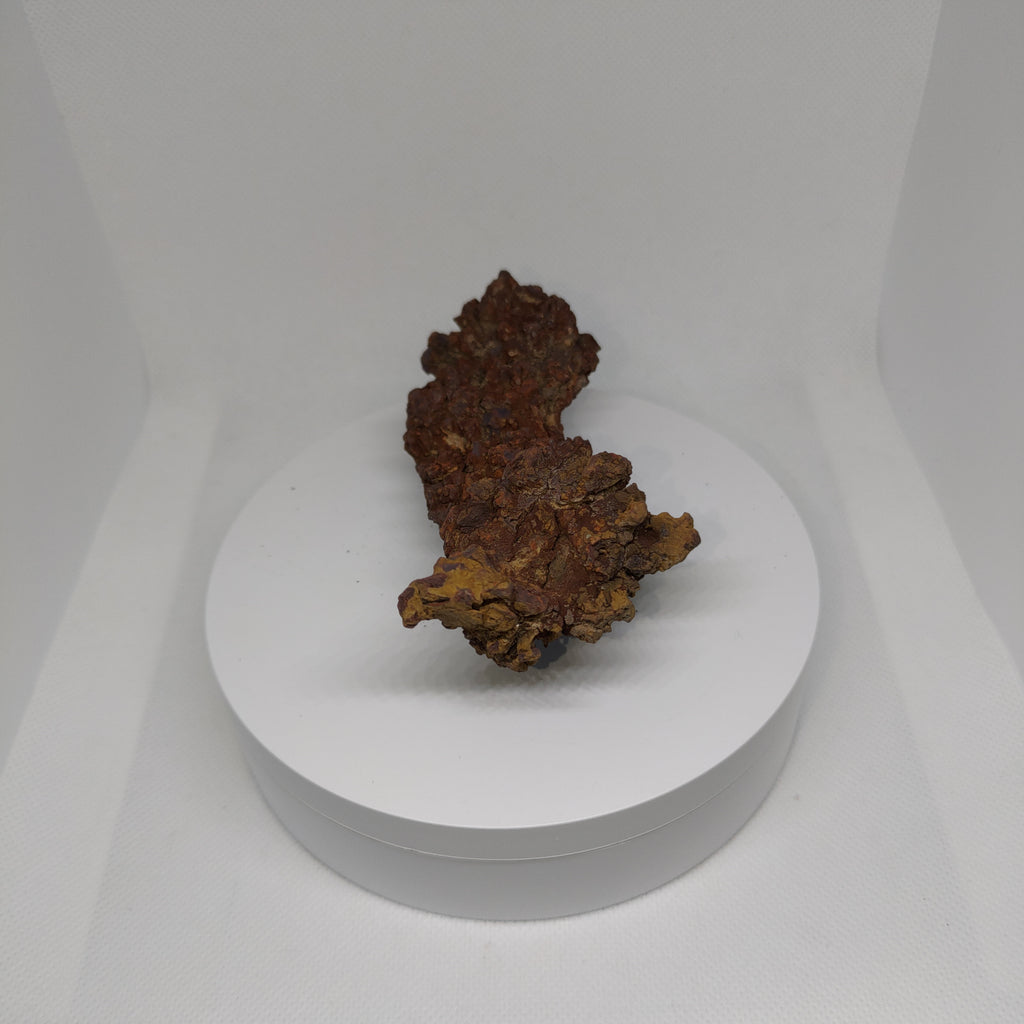 Genuine Coprolite (Fossilised Poo) – Unique Prehistoric Fossil Specimen Ref:0344