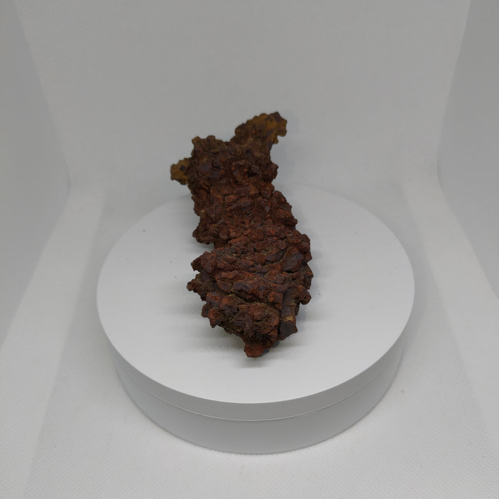 Genuine Coprolite (Fossilised Poo) – Unique Prehistoric Fossil Specimen Ref:0344