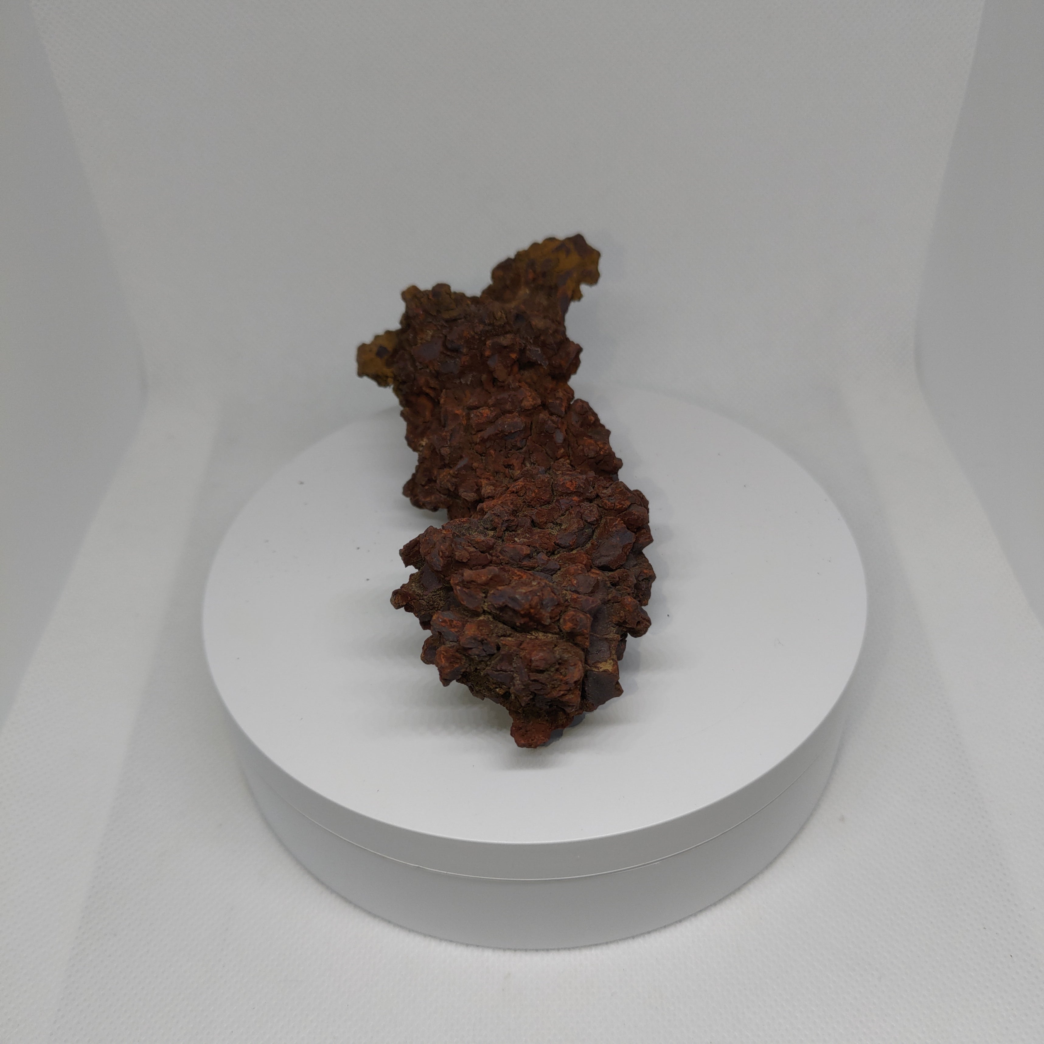 Genuine Coprolite (Fossilised Poo) – Unique Prehistoric Fossil Specimen Ref:0344