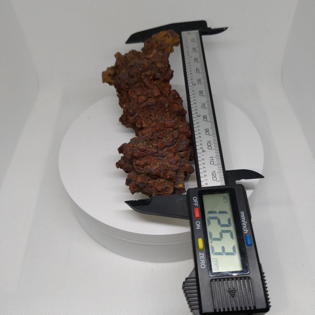 Genuine Coprolite (Fossilised Poo) – Unique Prehistoric Fossil Specimen Ref:0344