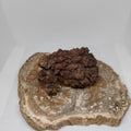Genuine Coprolite (Fossilised Poo) – Unique Prehistoric Fossil Specimen Ref:0384