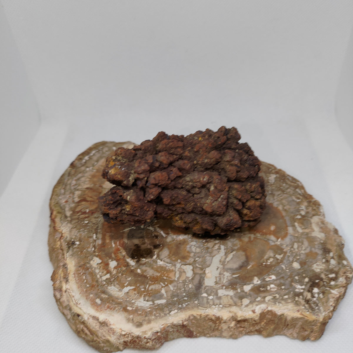 Genuine Coprolite (Fossilised Poo) – Unique Prehistoric Fossil Specimen Ref:0384