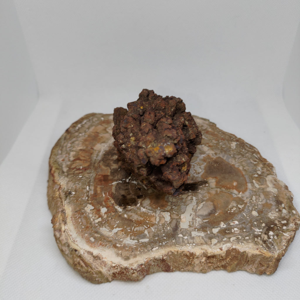 Genuine Coprolite (Fossilised Poo) – Unique Prehistoric Fossil Specimen Ref:0384
