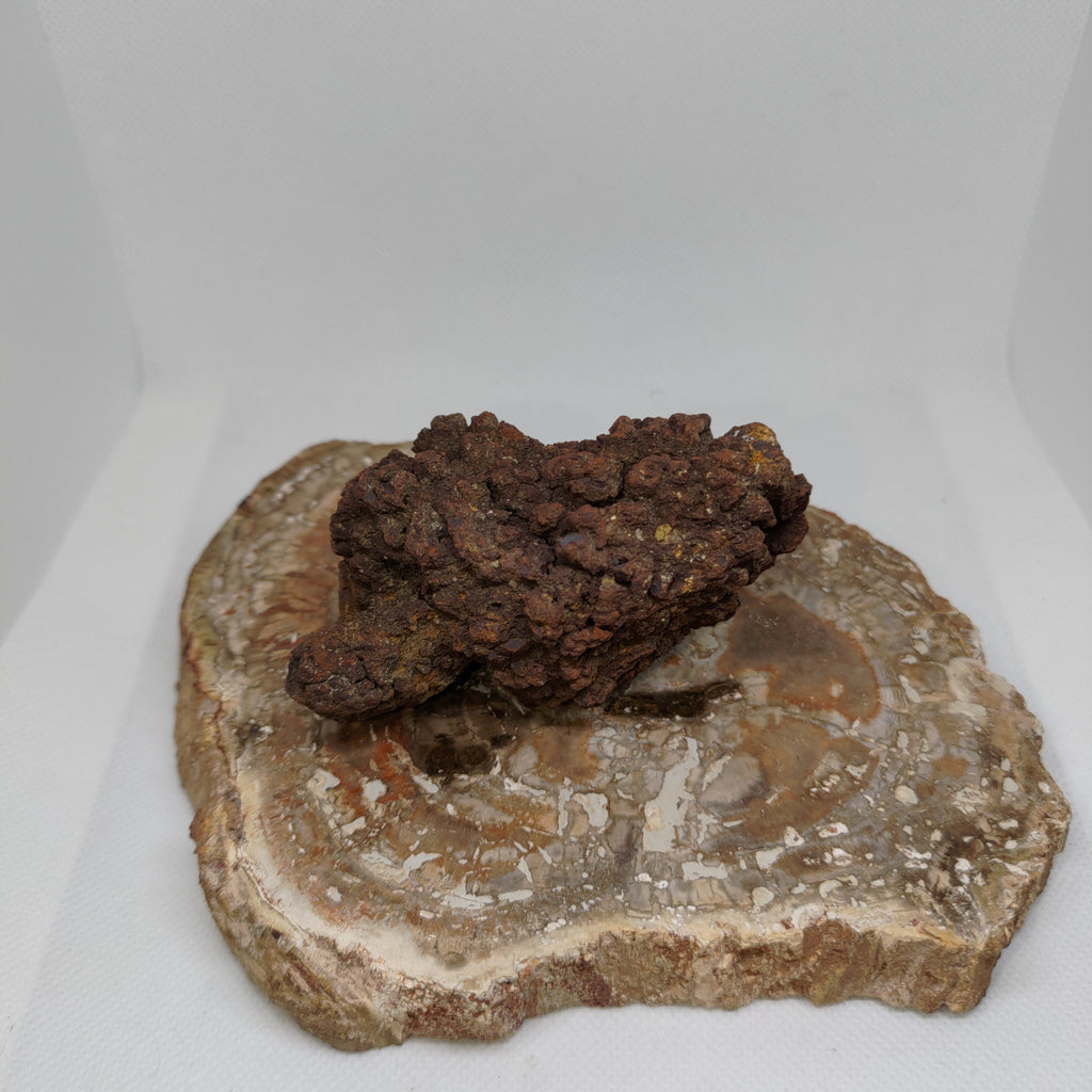 Genuine Coprolite (Fossilised Poo) – Unique Prehistoric Fossil Specimen Ref:0384