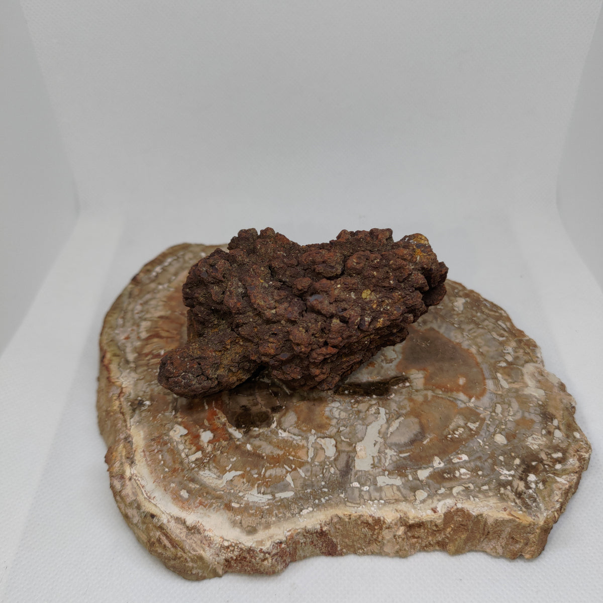 Genuine Coprolite (Fossilised Poo) – Unique Prehistoric Fossil Specimen Ref:0384
