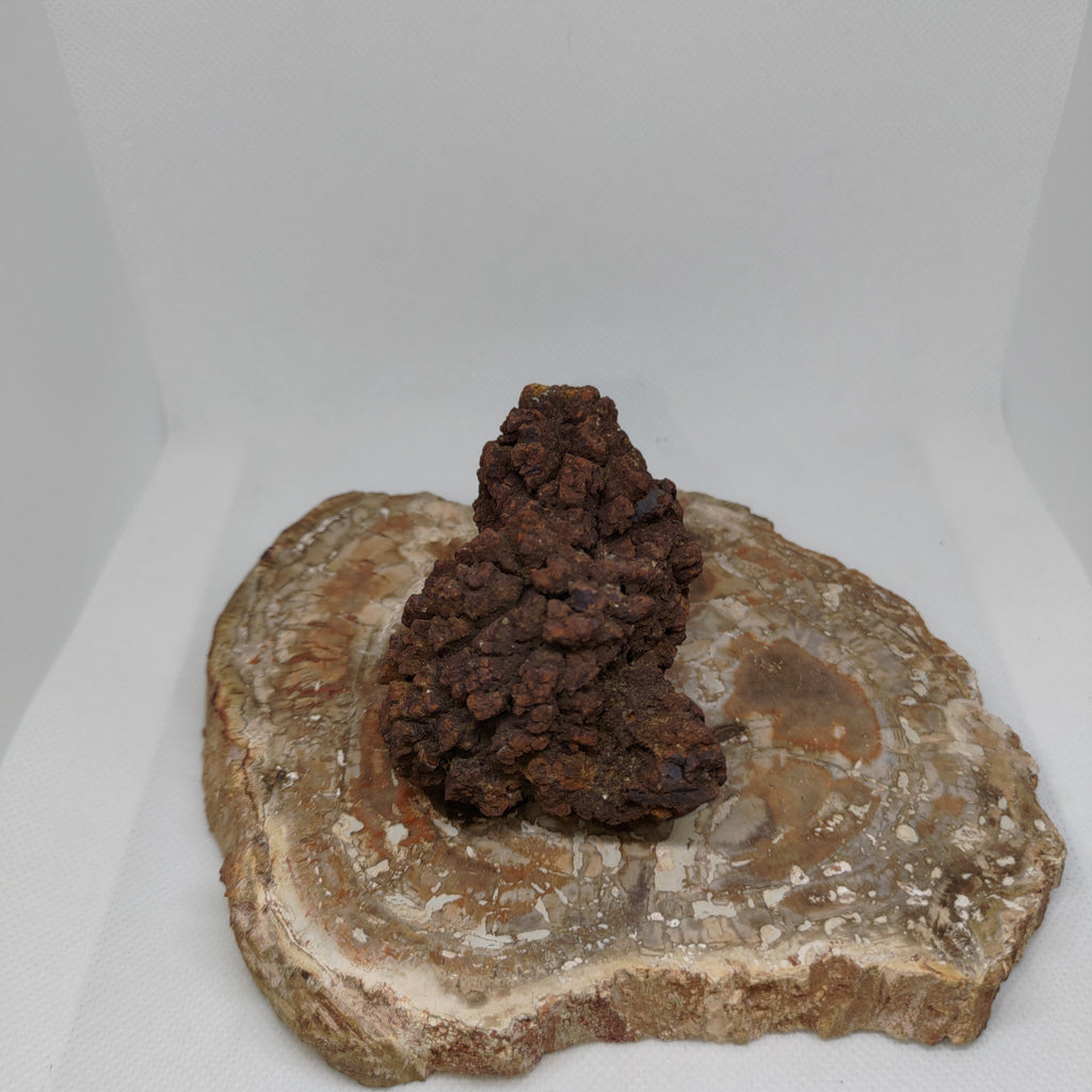Genuine Coprolite (Fossilised Poo) – Unique Prehistoric Fossil Specimen Ref:0384