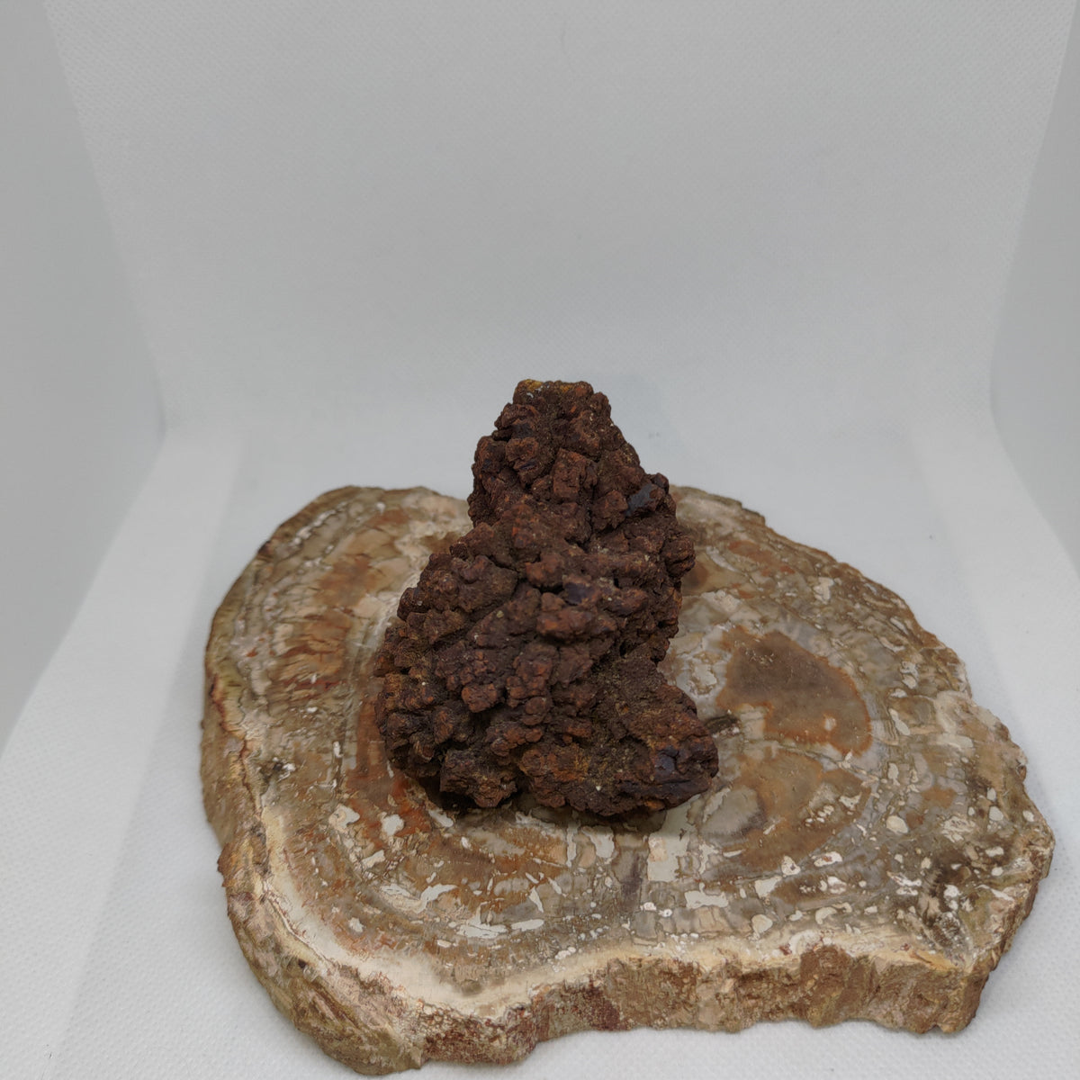 Genuine Coprolite (Fossilised Poo) – Unique Prehistoric Fossil Specimen Ref:0384