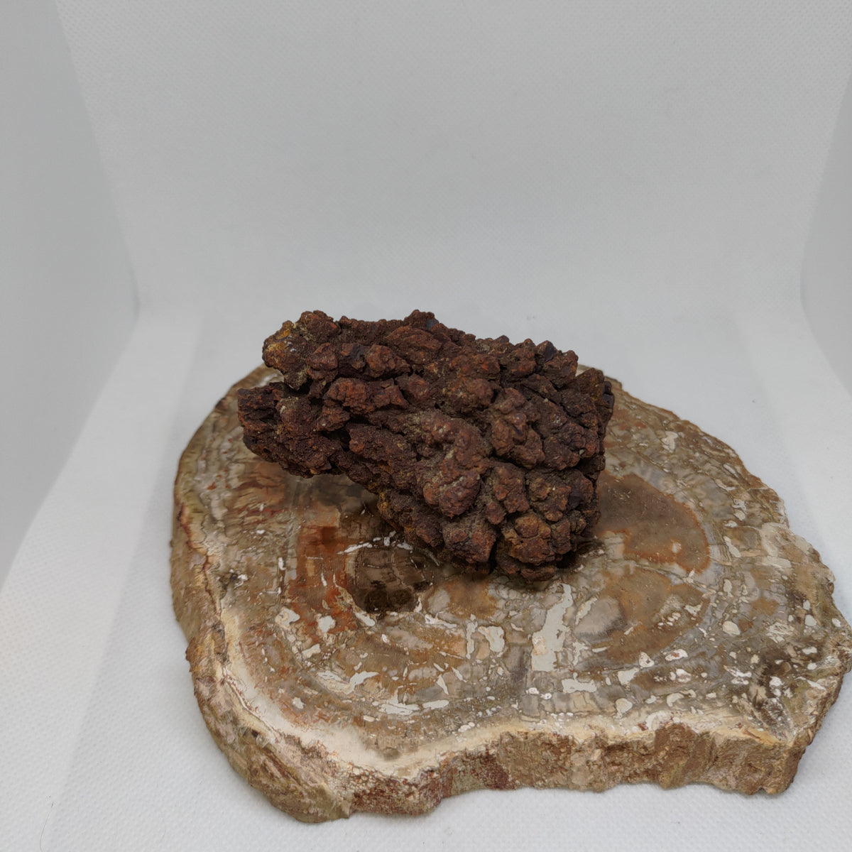 Genuine Coprolite (Fossilised Poo) – Unique Prehistoric Fossil Specimen Ref:0384
