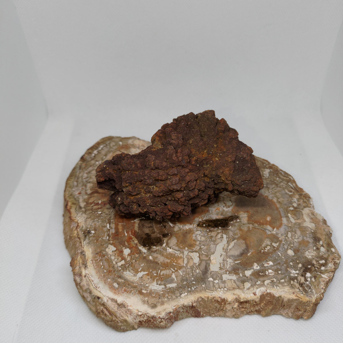 Genuine Coprolite (Fossilised Poo) – Unique Prehistoric Fossil Specimen Ref:0384