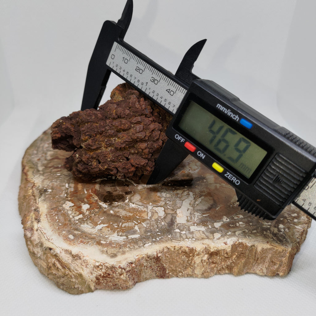 Genuine Coprolite (Fossilised Poo) – Unique Prehistoric Fossil Specimen Ref:0384