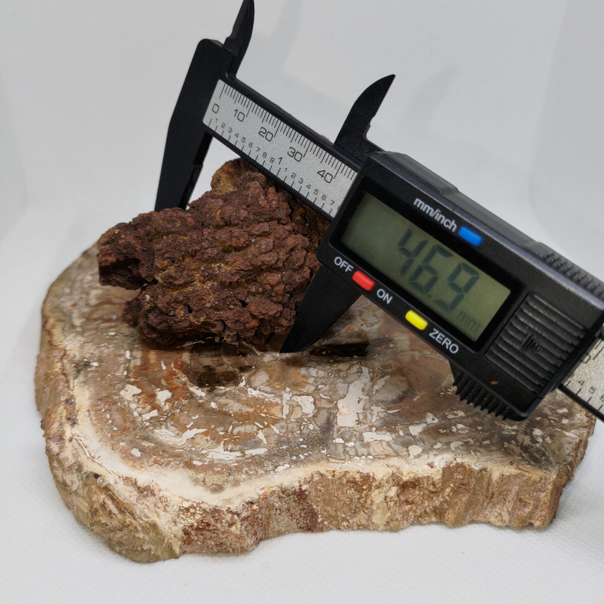 Genuine Coprolite (Fossilised Poo) – Unique Prehistoric Fossil Specimen Ref:0384