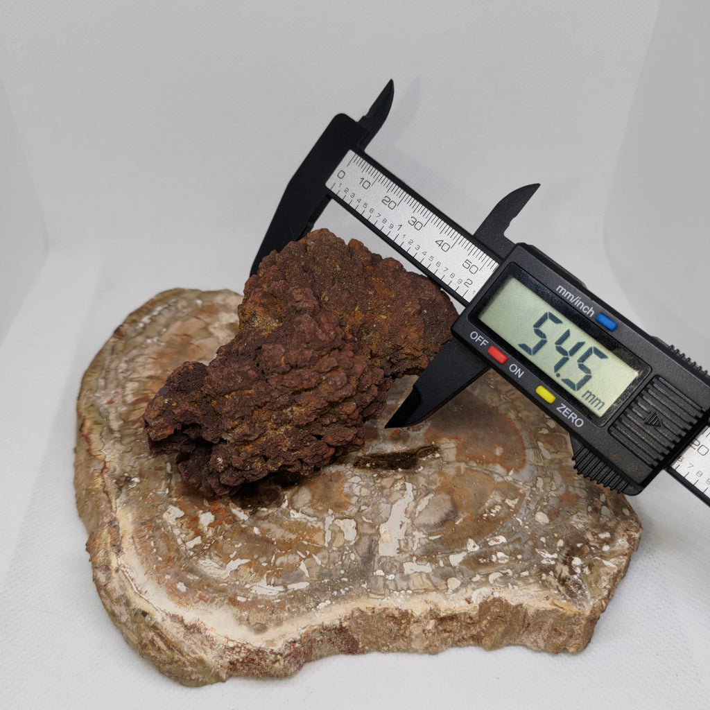 Genuine Coprolite (Fossilised Poo) – Unique Prehistoric Fossil Specimen Ref:0384