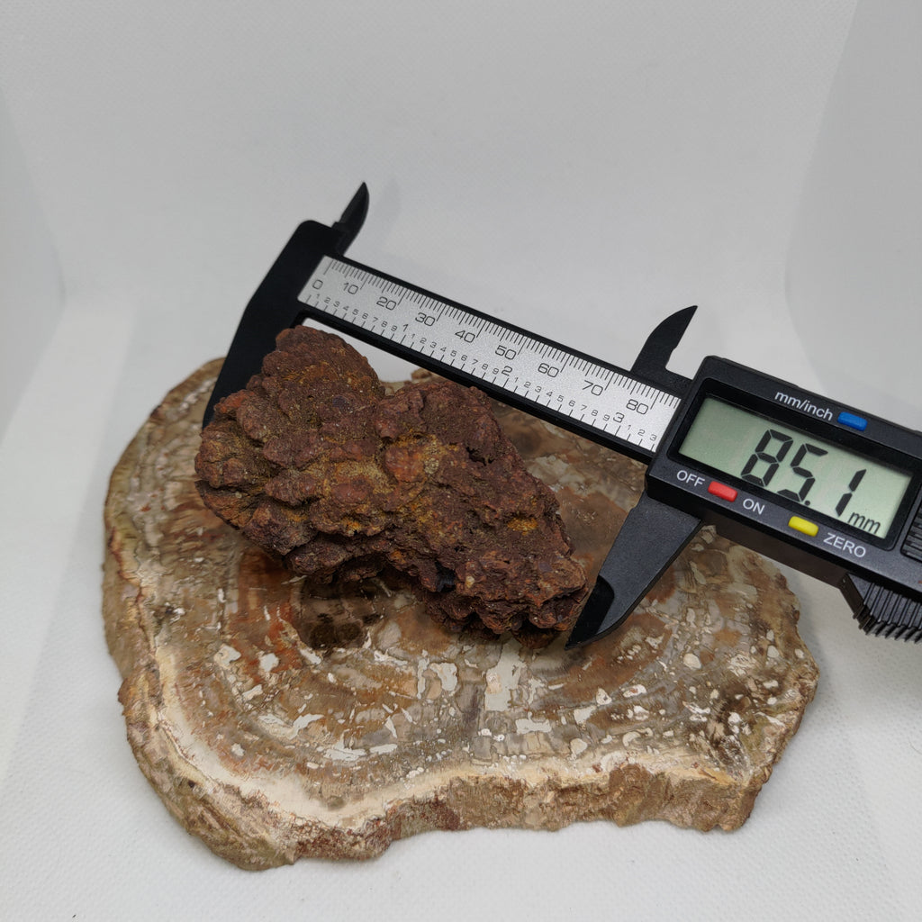 Genuine Coprolite (Fossilised Poo) – Unique Prehistoric Fossil Specimen Ref:0384