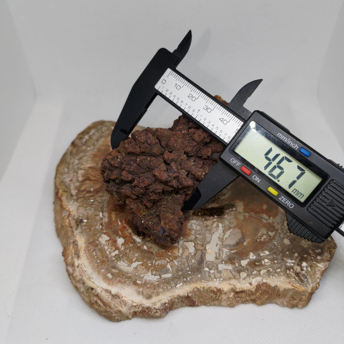 Genuine Coprolite (Fossilised Poo) – Unique Prehistoric Fossil Specimen Ref:0384